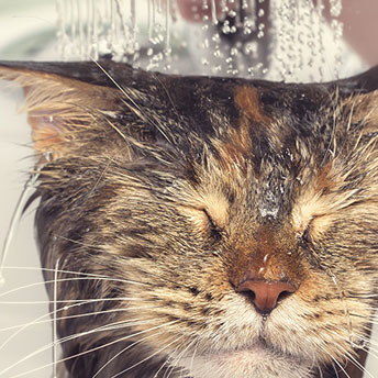 lavare il gatto